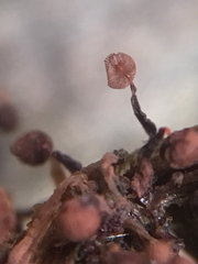 Cribraria cancellata