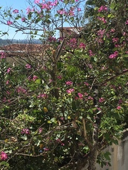 Bauhinia × blakeana