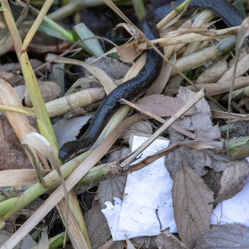 Brazilian Keelback
