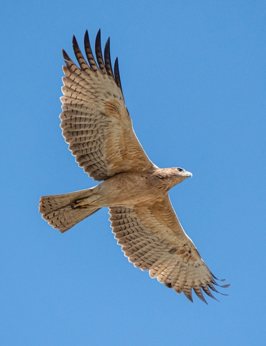 Aigle de Bonelli