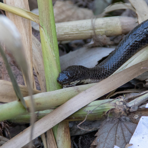 Brazilian Keelback