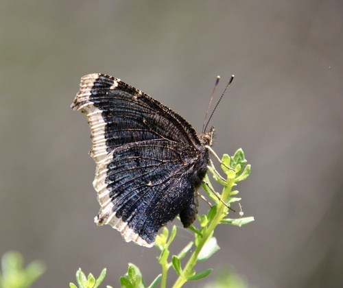 iNaturalist observation photo of Mourning Cloak