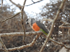 Poicephalus rufiventris