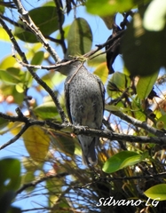 Cotinga amabilis