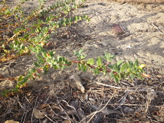 Camissoniopsis cheiranthifolia cheiranthifolia