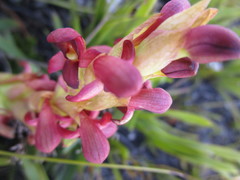 Disa comosa