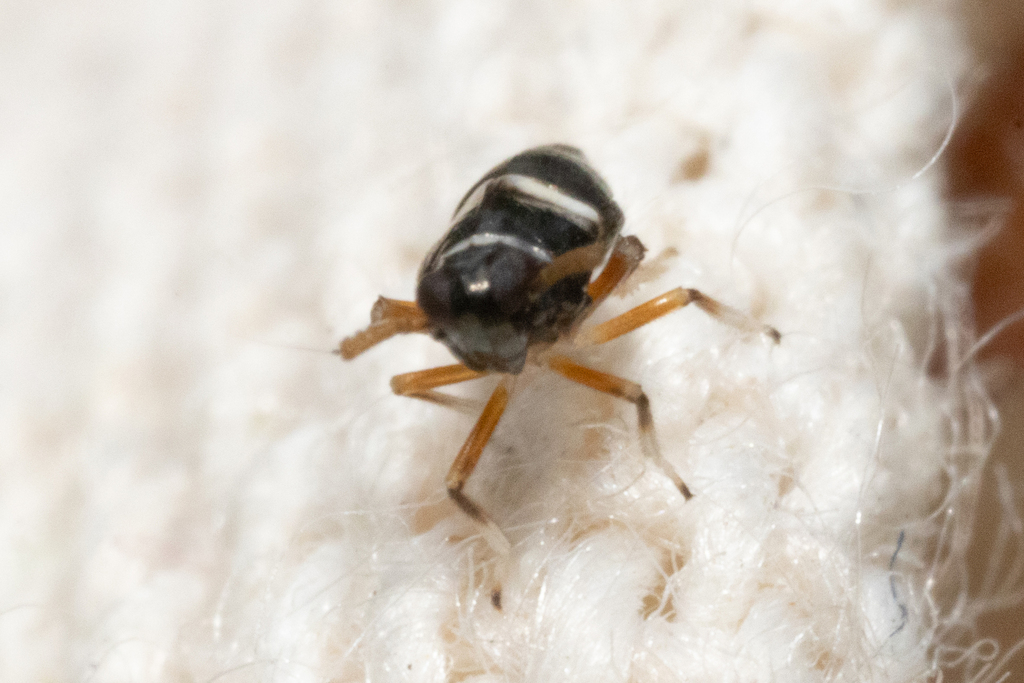 Pissonotus paludosus