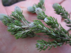 Phylica purpurea floccosa