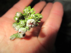 Phylica purpurea floccosa