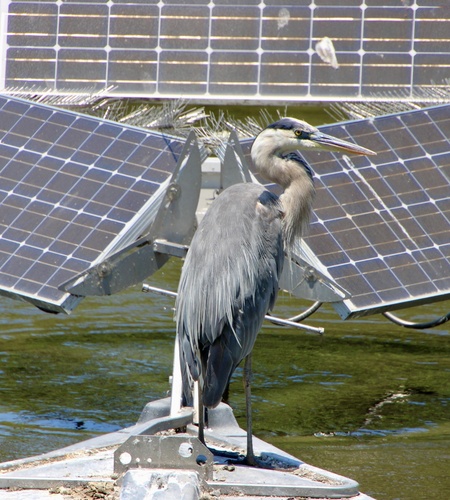 iNaturalist observation photo of Great Blue Heron