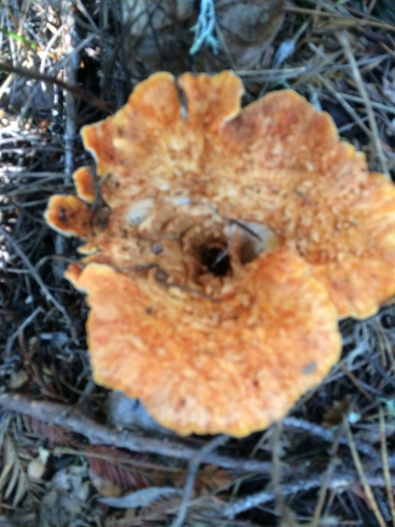 Gomphus kauffmanii image