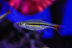 Rasbora borapetensis