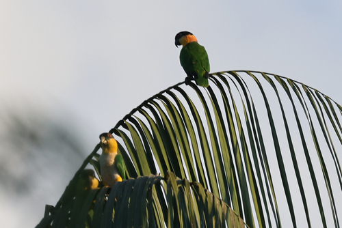 Black-headed Parrot (Pionites melanocephalus), photo 6