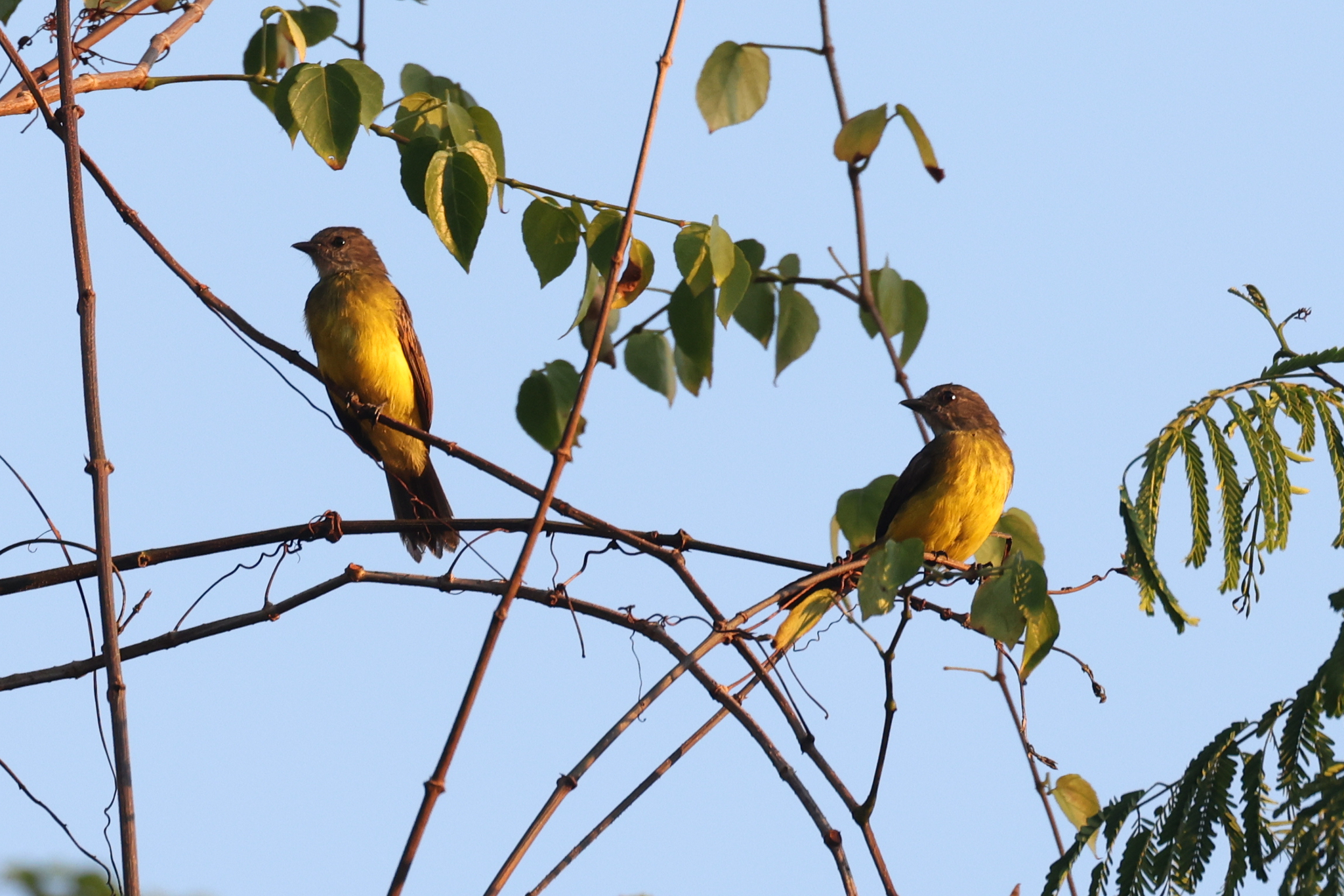 Sulphury Flycatcher (Tyrannopsis sulphurea), photo 2