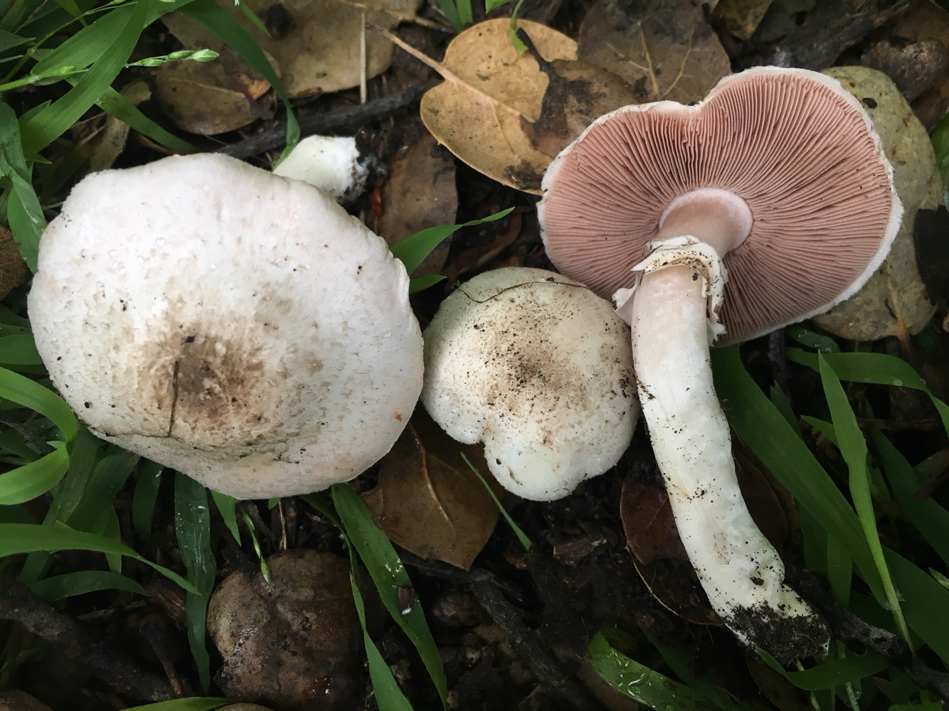 Agaricus californicus image
