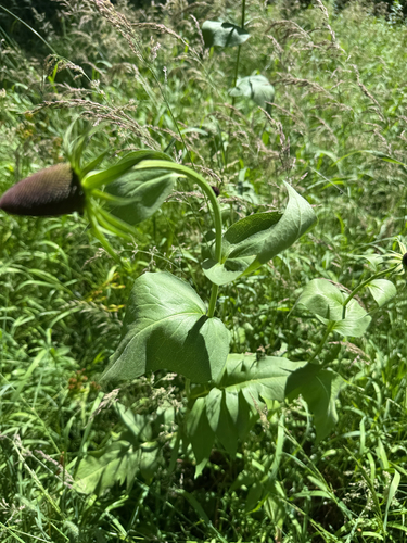 Showy coneflower (Rudbeckia alpicola)