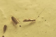 Eucosmophora