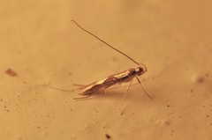 Eucosmophora