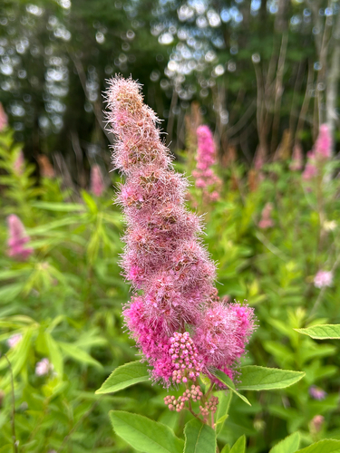 Spiraea salicifolia iNat (3)