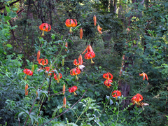 Lilium superbum
