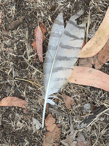 View observation of {o.common_name} on iNaturalist