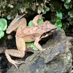 Tago's Brown Frog photo 4