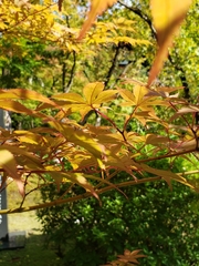 Acer palmatum
