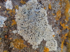 Lecanora oreinoides