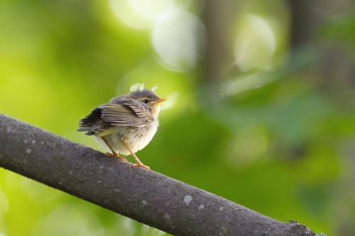 Mosquitero musical (Phylloscopus trochilus)