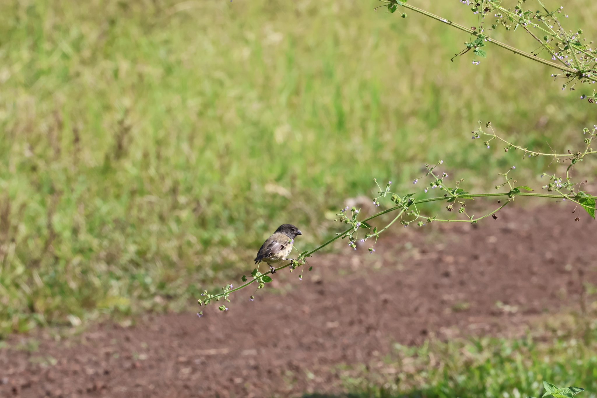 Small Tree Finch (Camarhynchus parvulus), photo 3
