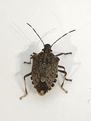 Halyomorpha halys