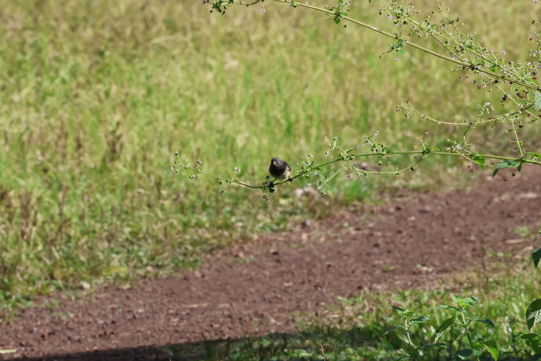 Small Tree Finch (Camarhynchus parvulus), photo 4