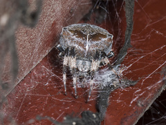 Araneus tartaricus