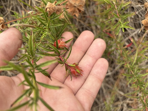 California Fuchsia Gall Midge