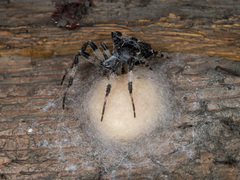 Araneus tartaricus