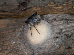 Araneus tartaricus