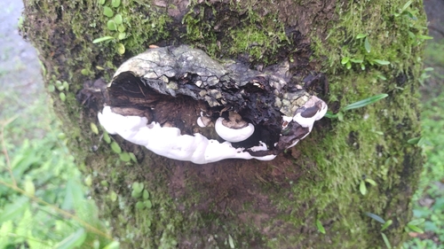 Ganoderma applanatum