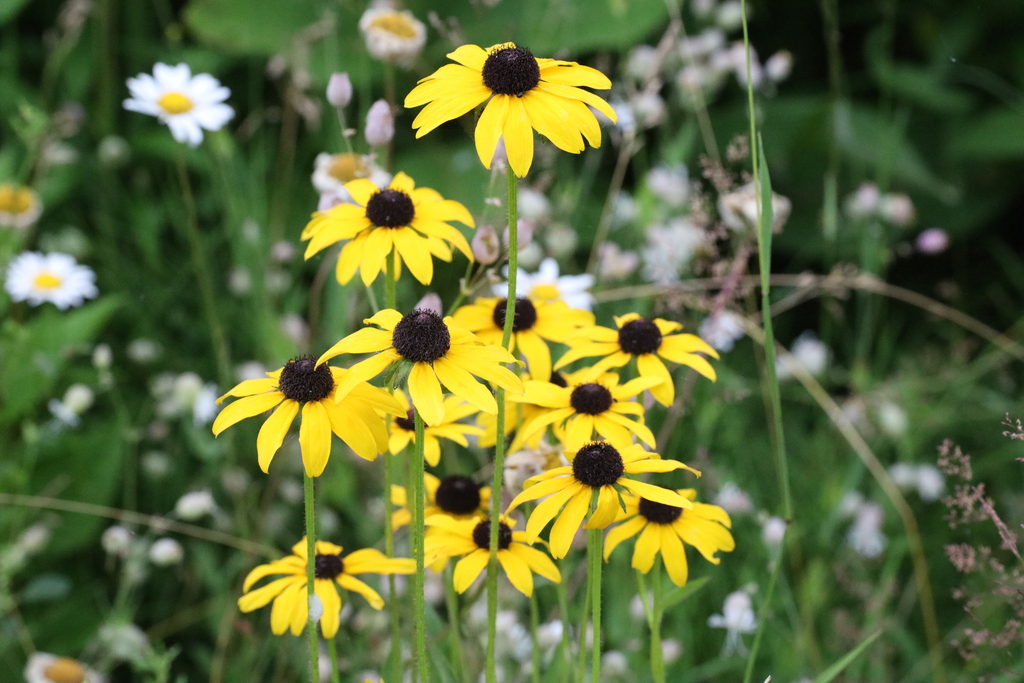Black-eyed Susan
