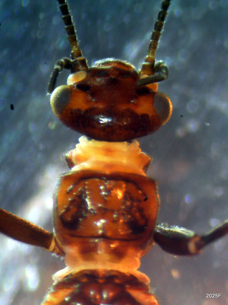 Hairy Needlefly