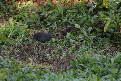 Paint-billed Crake (Mustelirallus erythrops), photo 9