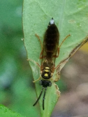 Myzinum dubiosum