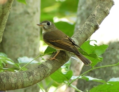 Muscicapa muttui