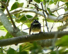 Rhipidura albogularis