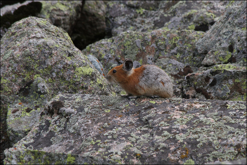 Turkestan Red Pika