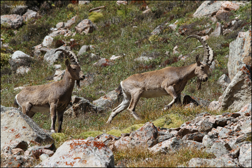 Siberian Ibex