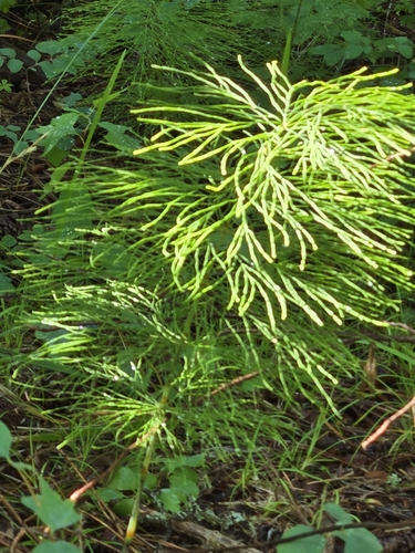 Wood horsetail (Equisetum sylvaticum)