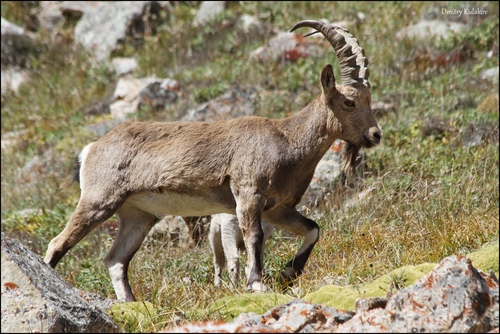 Siberian Ibex