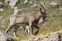 Siberian Ibex photo 5
