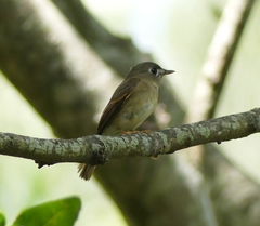 Muscicapa muttui