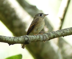 Muscicapa muttui